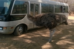 A-female-ostrich