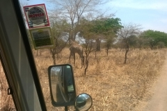 A-giraffe